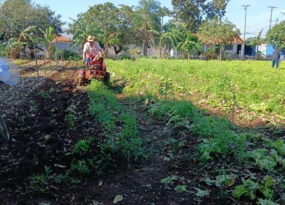 Horta urbana do FAC transforma produção em solidariedade