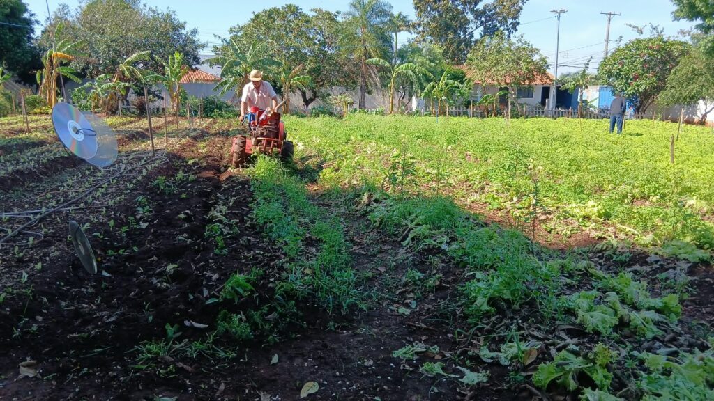 Horta urbana em Campo Grande transforma cultivo em solidariedade