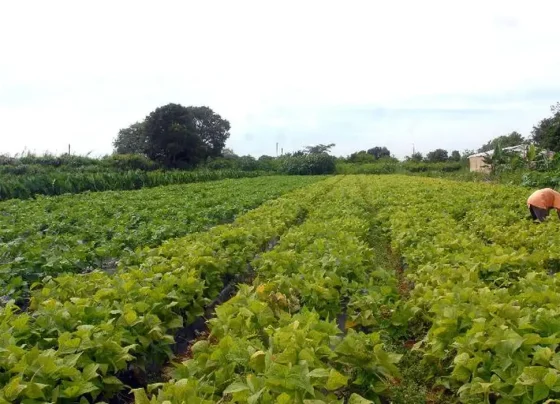 Segurança alimentar e povos indígenas têm R$ 64,3 milhões em crédito