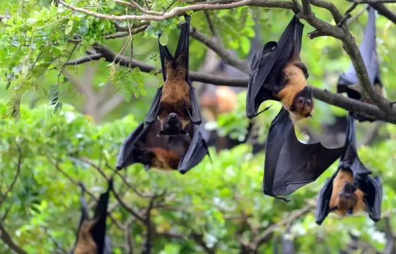 Pesquisadores estudam morcegos para identificar vírus que circulam entre animais silvestres e avaliar possíveis riscos à saúde - Foto: byrdyak/Freepik