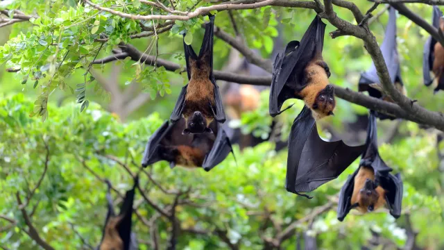 Estudo de morcegos pode ajudar a prevenir novas pandemias