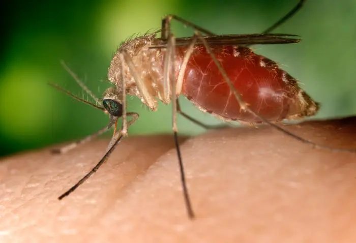 Sete plantas comestíveis que ajudam a afastar mosquitos em casa