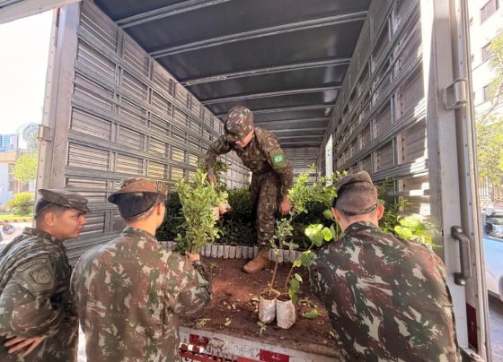 População chega cedo para garantir mudas frutíferas na Capital
