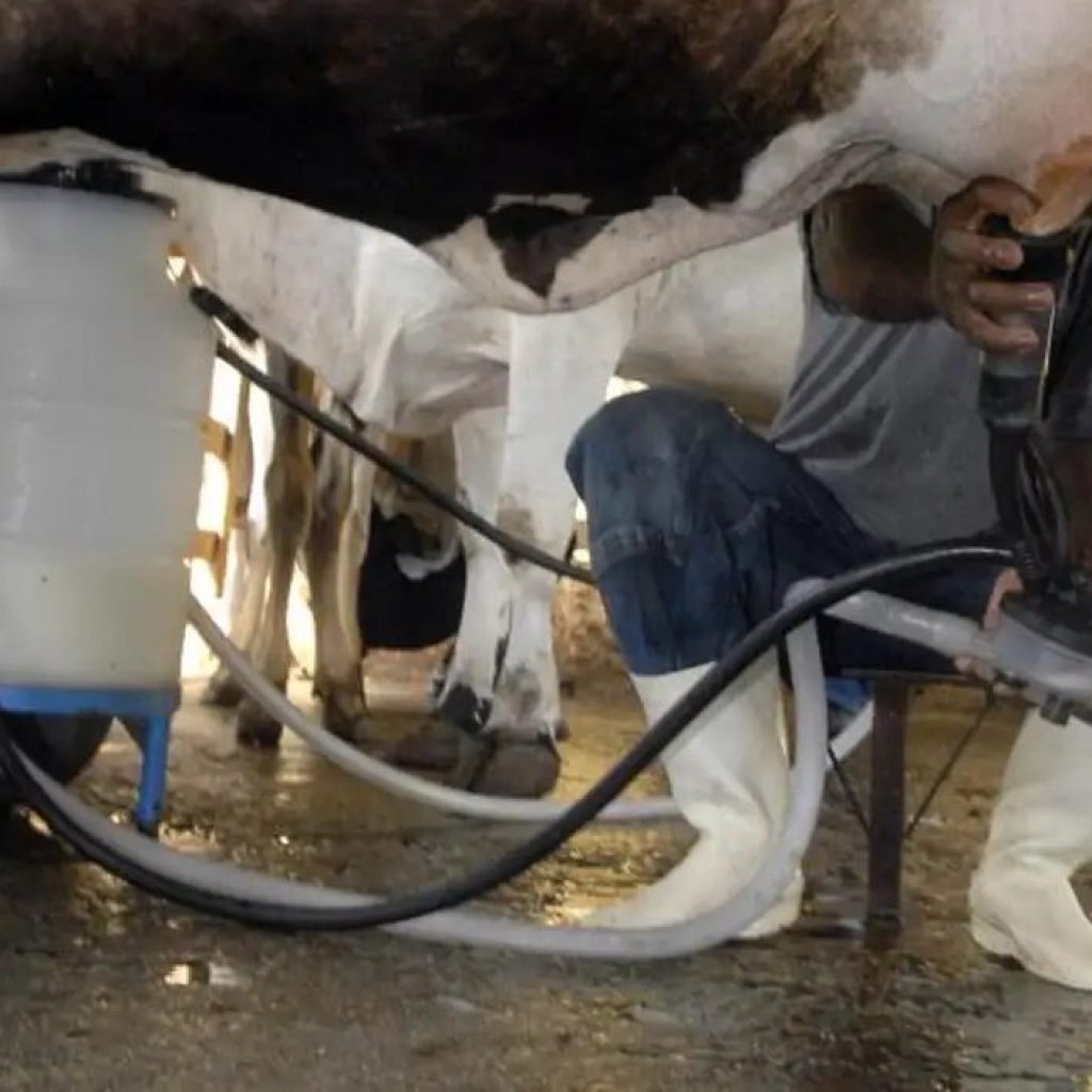 Produção de leite bate recorde mesmo com redução de vacas ordenhadas