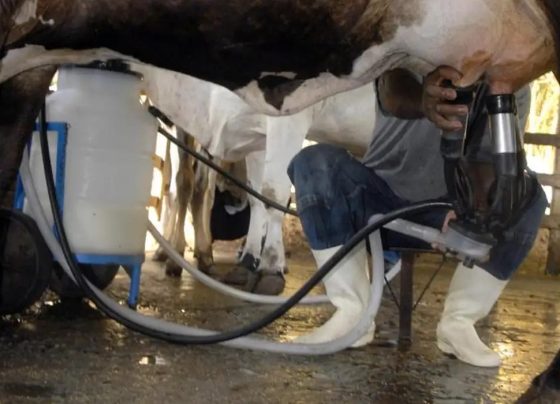 Produção de leite bate recorde mesmo com redução de vacas ordenhadas