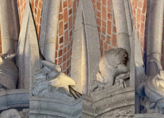 Tatu, tucano e até sapo; por que a Catedral da Sé em São Paulo possui esculturas de animais escondidas em toda a sua estrutura?