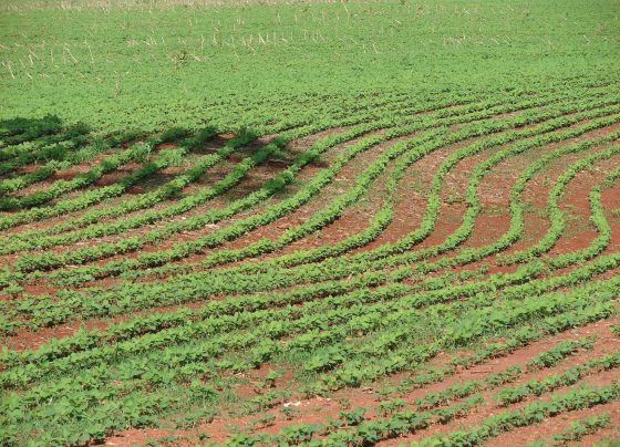 Campo Grande alcançou R$ 1,026 bilhão em valor de produção agrícola em 2025 - Foto: CG Notícias
