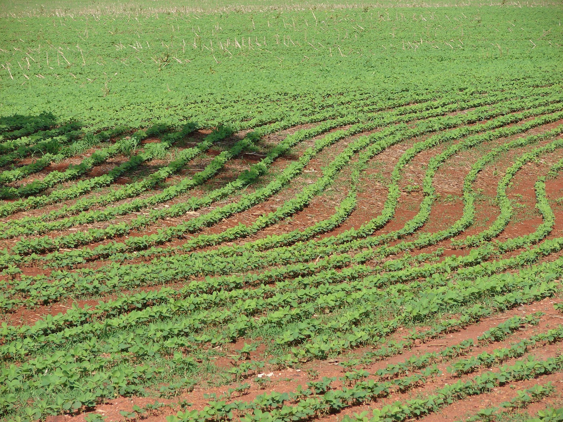 Campo Grande supera R$ 1 bilhão em produção agrícola em 2025