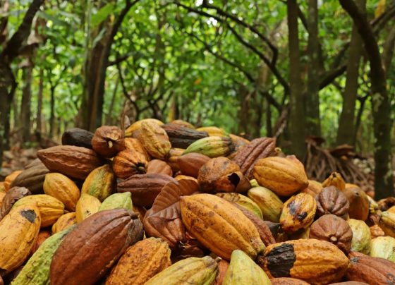 Cacau recua em Nova York com aumento dos estoques na bolsa