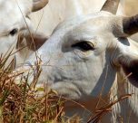 Carne brasileira passa a pagar tarifa de 67% para entrar na China