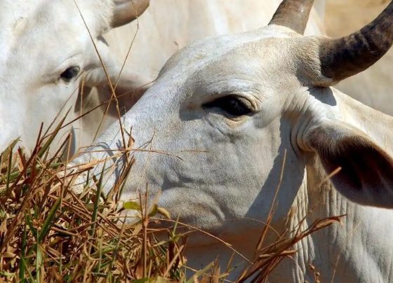Carne brasileira passa a pagar tarifa de 67% para entrar na China