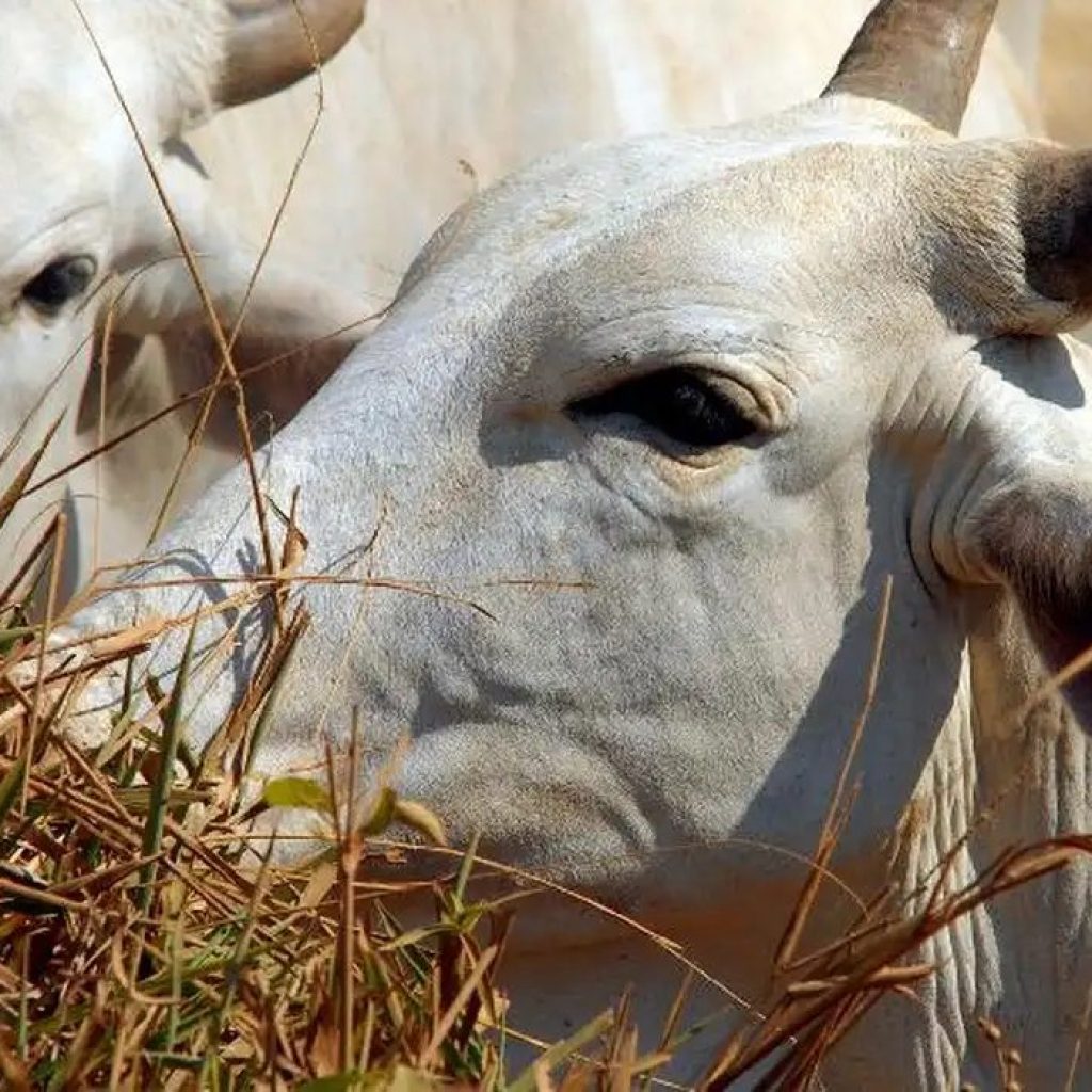 Carne brasileira passa a pagar tarifa de 67% para entrar na China