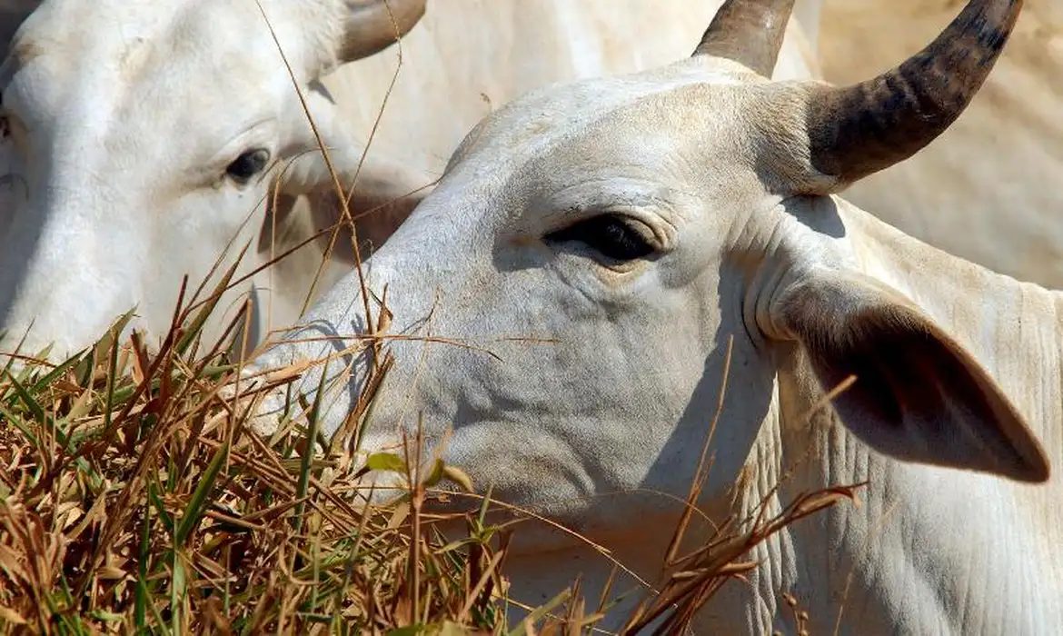 Carne bovina do Brasil sofre tarifa de 67% na China após esgotar cota