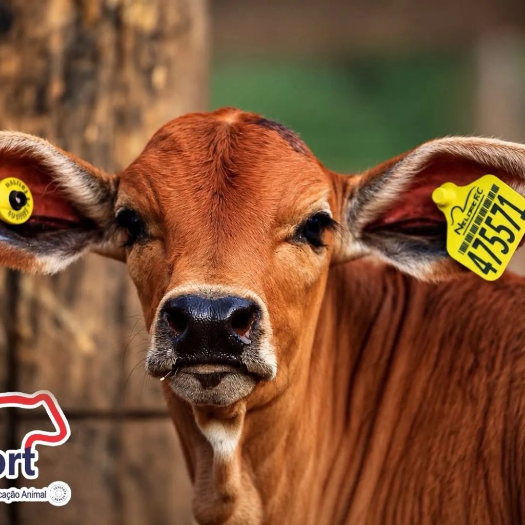 Do brete ao celular: PecFort aposta em tecnologia que automatiza a identificação animal e transforma o manejo no campo.