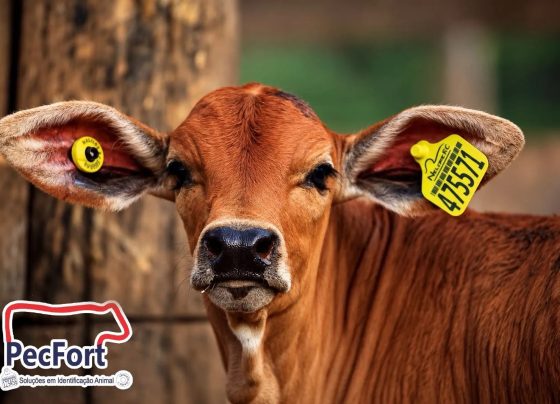 Do brete ao celular: PecFort aposta em tecnologia que automatiza a identificação animal e transforma o manejo no campo.