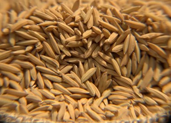 Exportações brasileiras de arroz cresceram 3,3% no terceiro trimestre