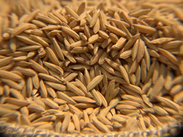 Exportações brasileiras de arroz crescem no terceiro trimestre de 2026