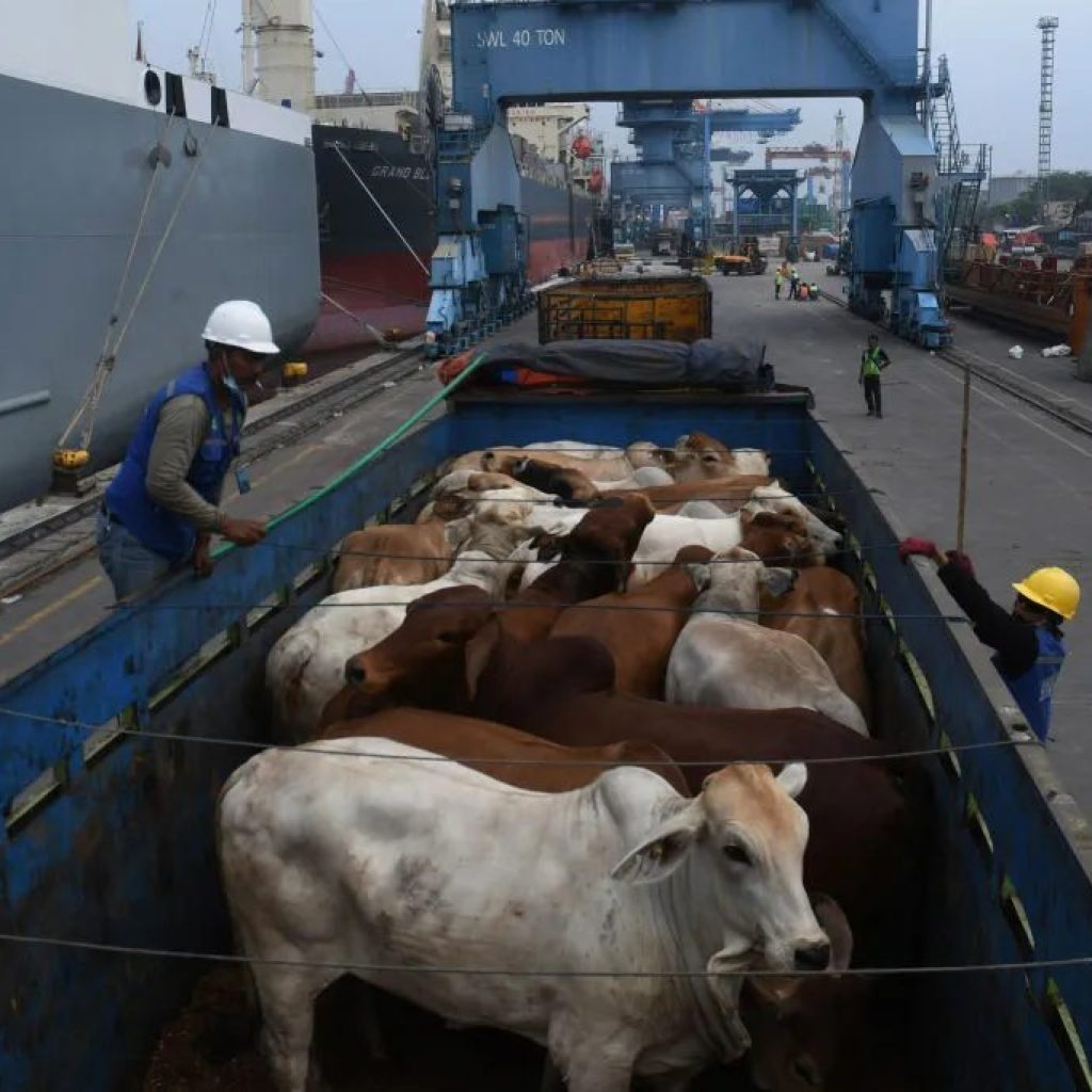 Exportações de bovinos vivos bateram recorde para o mês de agosto