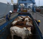 Exportações de bovinos vivos bateram recorde para o mês de agosto