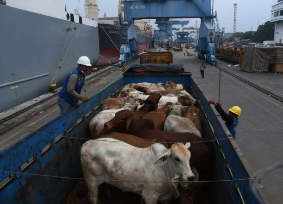 Exportações de bovinos vivos bateram recorde para o mês de agosto