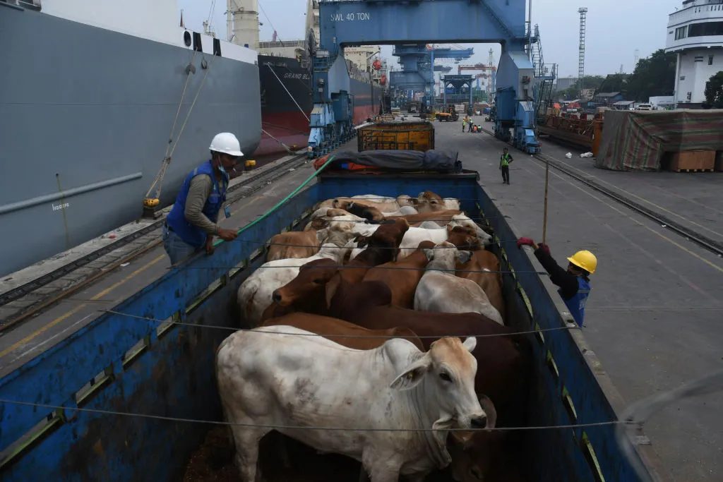 Exportação de gado vivo bate recorde histórico em agosto