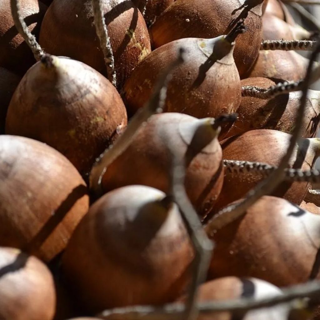 Farinha de babaçu: como usar e quais os benefícios do ingrediente nordestino