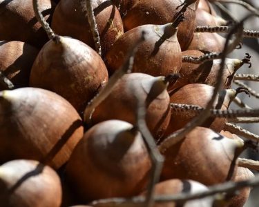 Farinha de babaçu: como usar e quais os benefícios do ingrediente nordestino