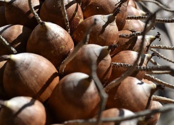 Farinha de babaçu: como usar e quais os benefícios do ingrediente nordestino