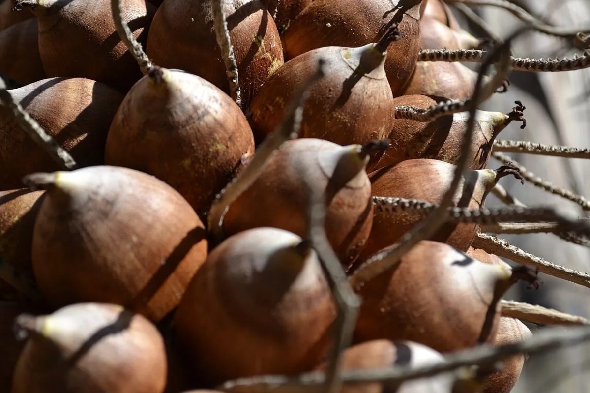 Farinha de babaçu: conheça os benefícios e como usar na dieta