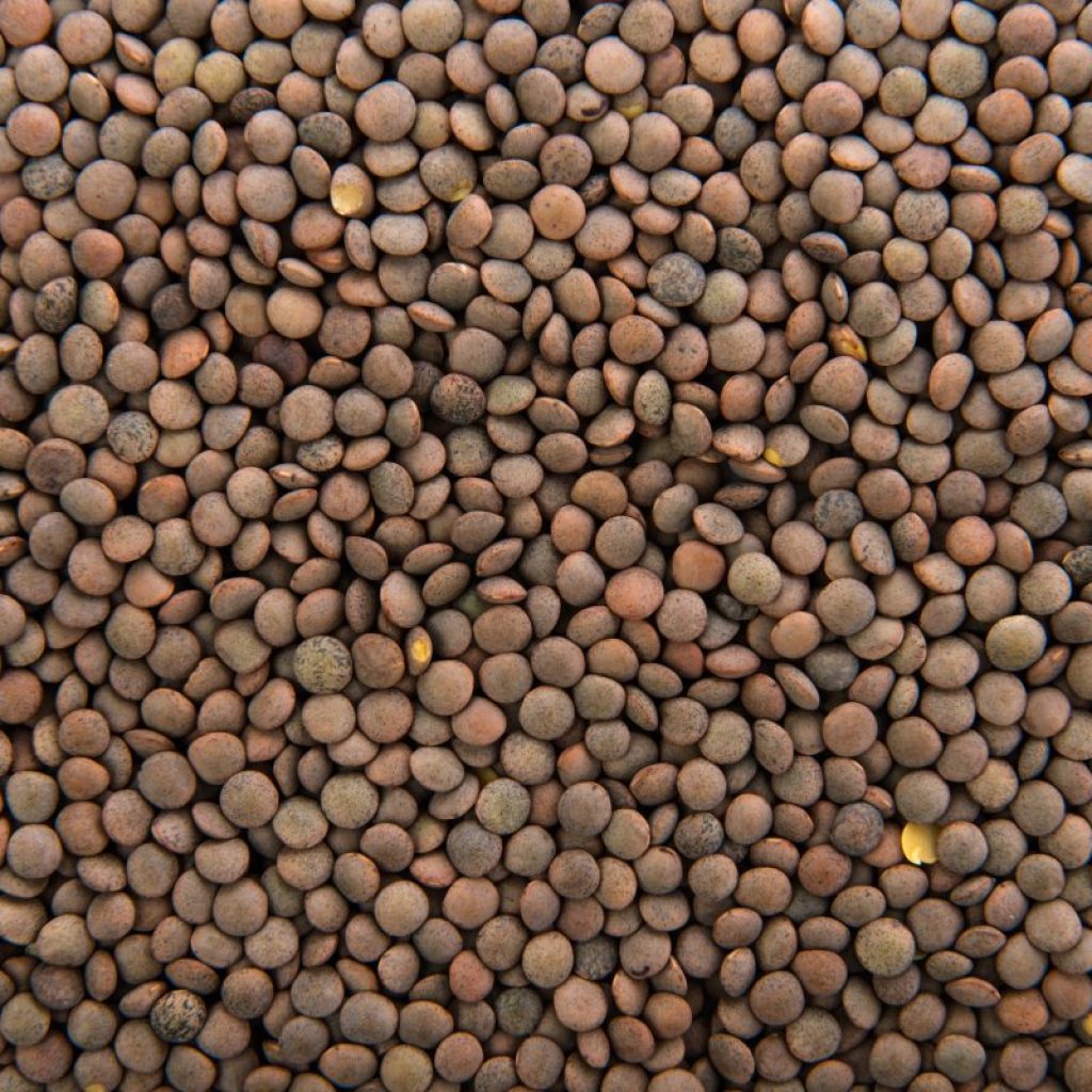 Farinha de lentilha: descubra os benefícios dessa opção para receitas veganas