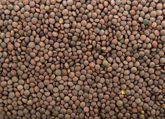 Farinha de lentilha: descubra os benefícios dessa opção para receitas veganas