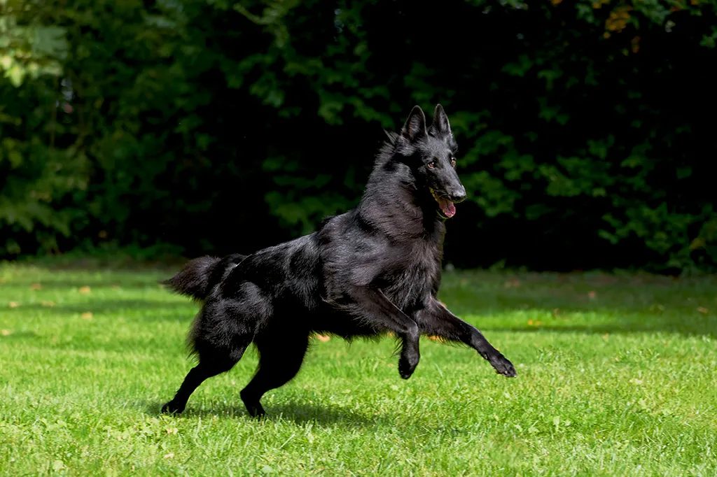 Novo estudo aponta o motivo pelo qual cachorros grandes vivem menos