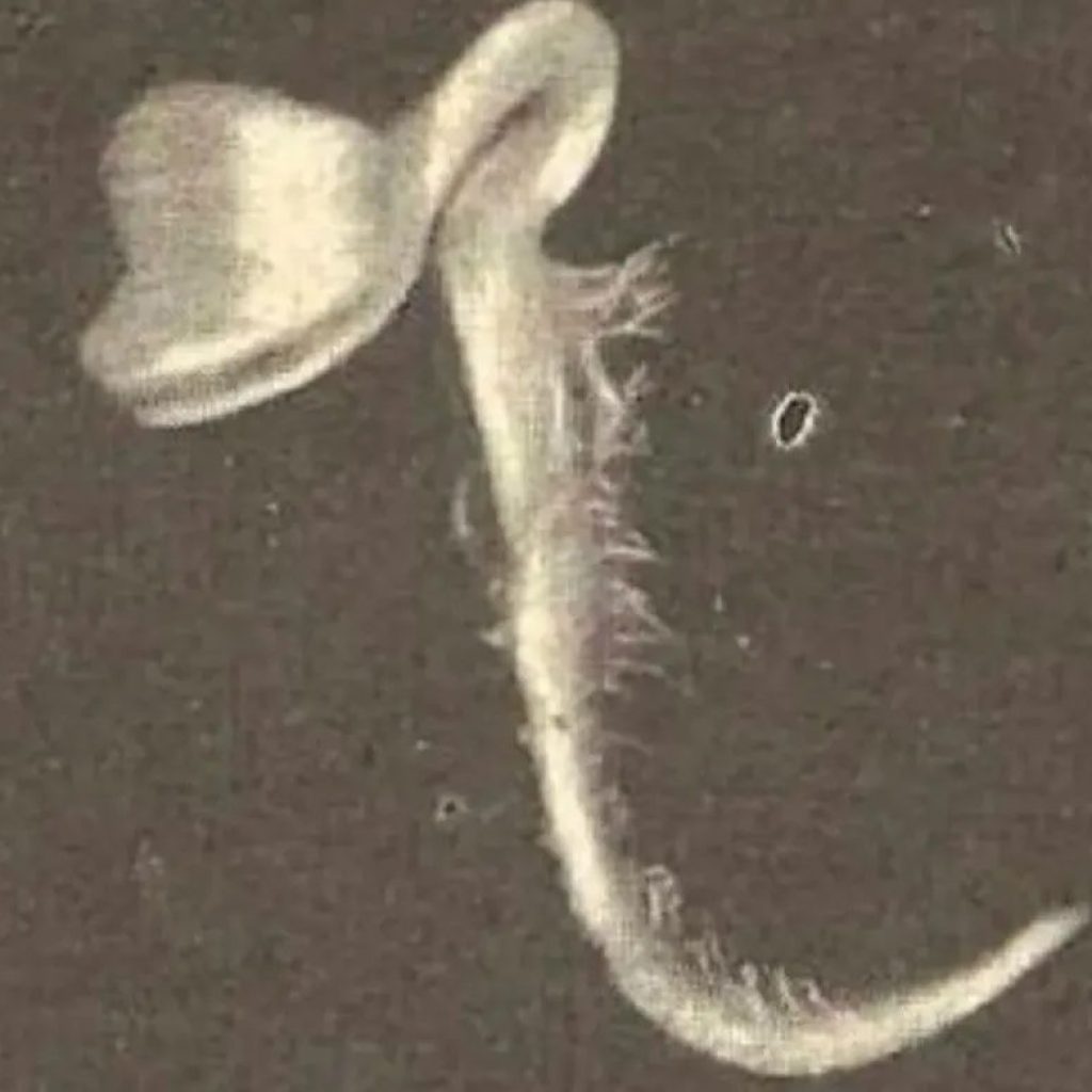 Homem descobre que planta cresceu dentro do olho após acidente