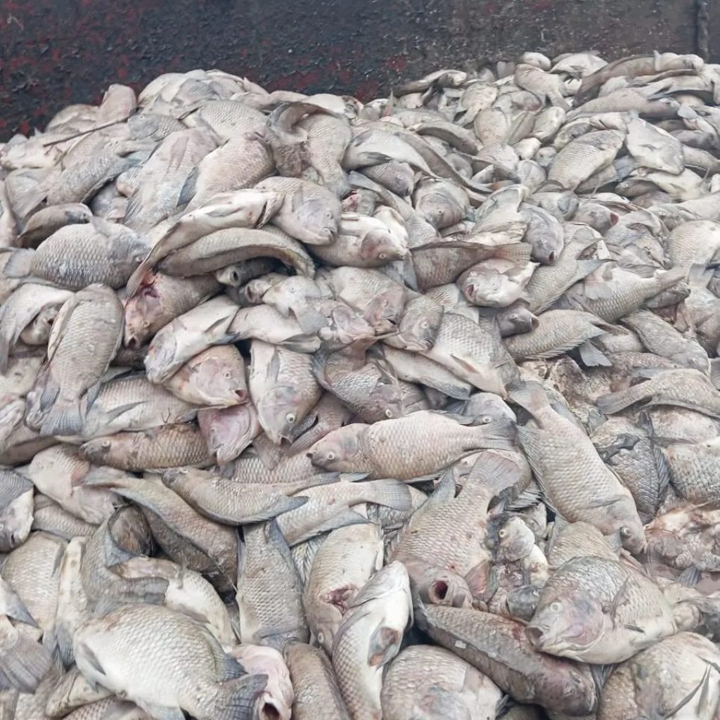 Mais de 450 mil peixes morrem por falha em energia elétrica no Paraná