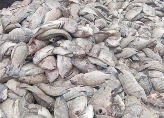 Mais de 450 mil peixes morrem por falha em energia elétrica no Paraná