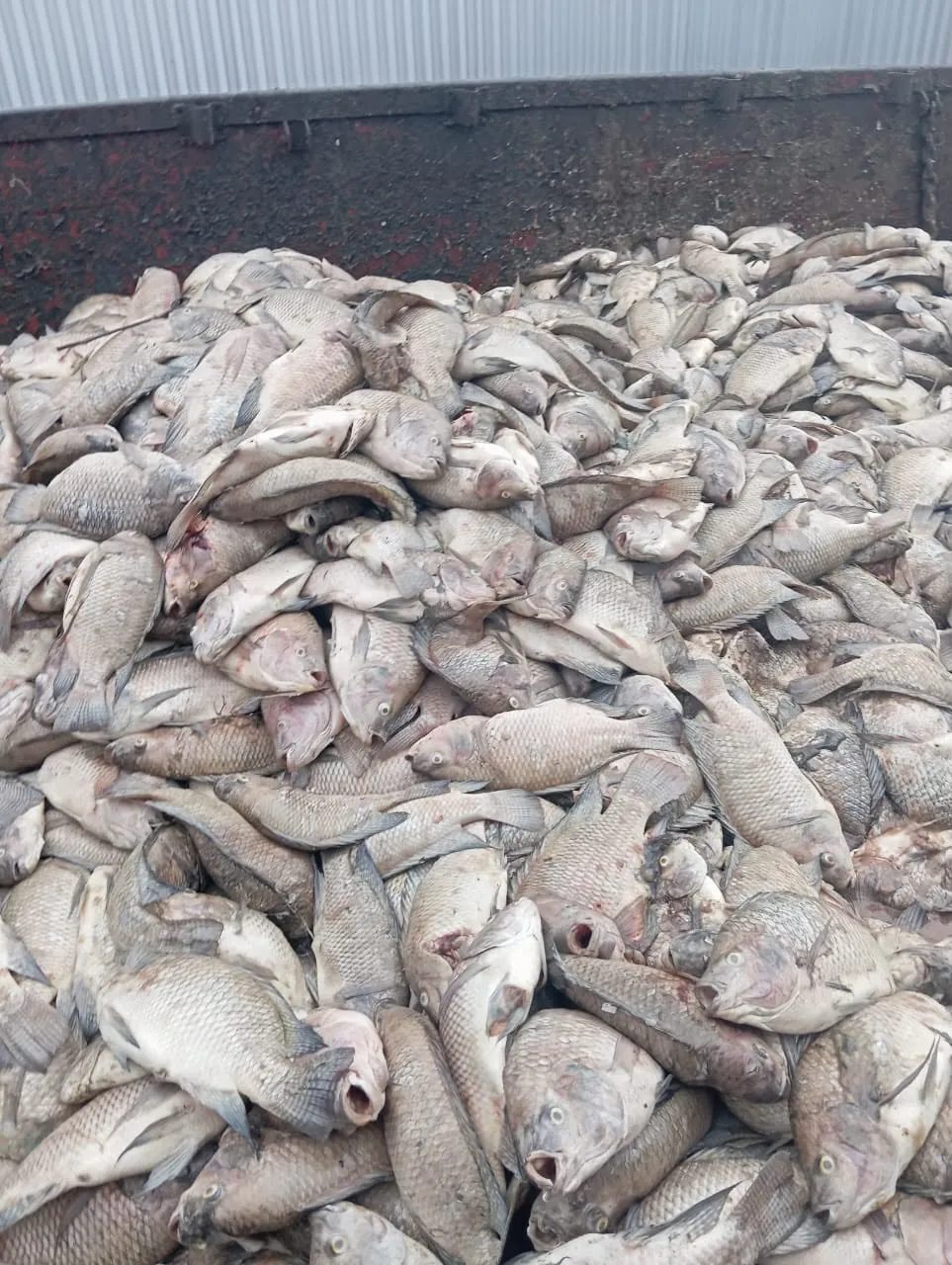 Apagão de 23 horas mata 450 mil peixes e gera prejuízo no Paraná