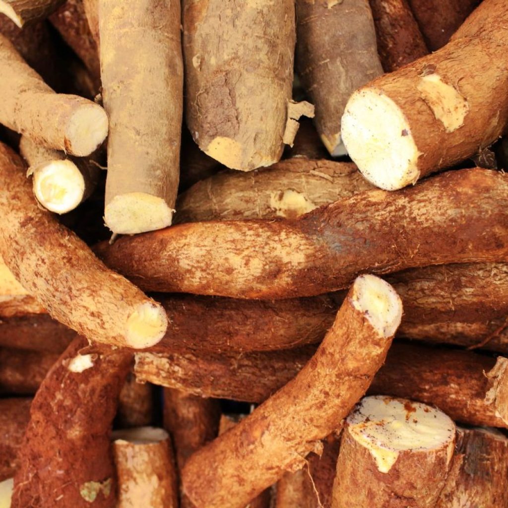 Mandioca crua é venenosa? Entenda os cuidados para o consumo