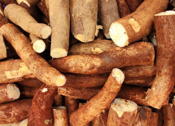 Mandioca crua é venenosa? Entenda os cuidados para o consumo