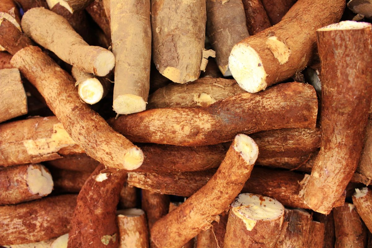Mandioca crua é venenosa? Entenda os riscos e cuidados essenciais
