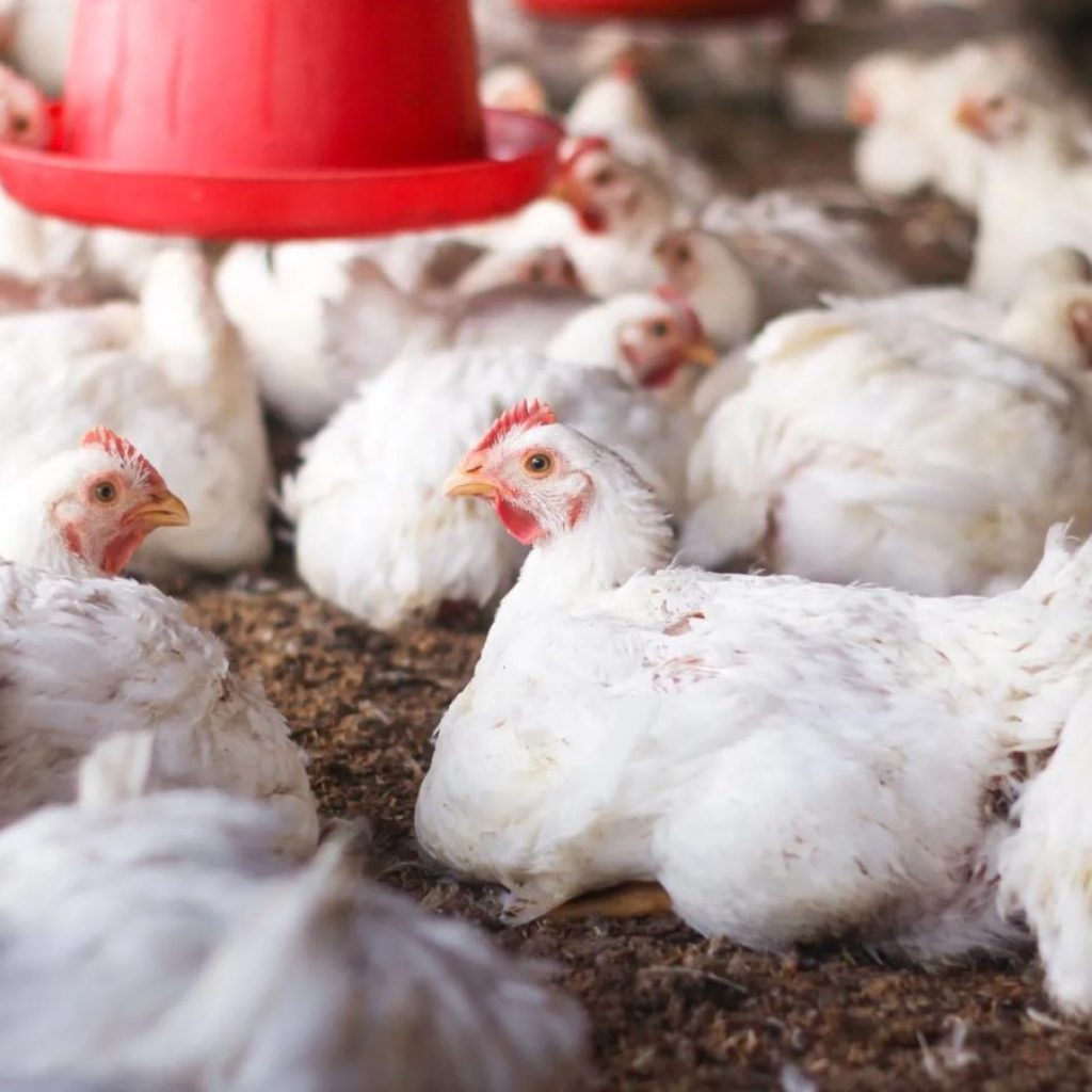 Ministério da Agricultura investiga seis suspeitas de síndromes respiratórias em aves