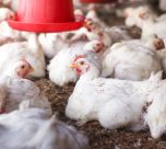 Ministério da Agricultura investiga seis suspeitas de síndromes respiratórias em aves