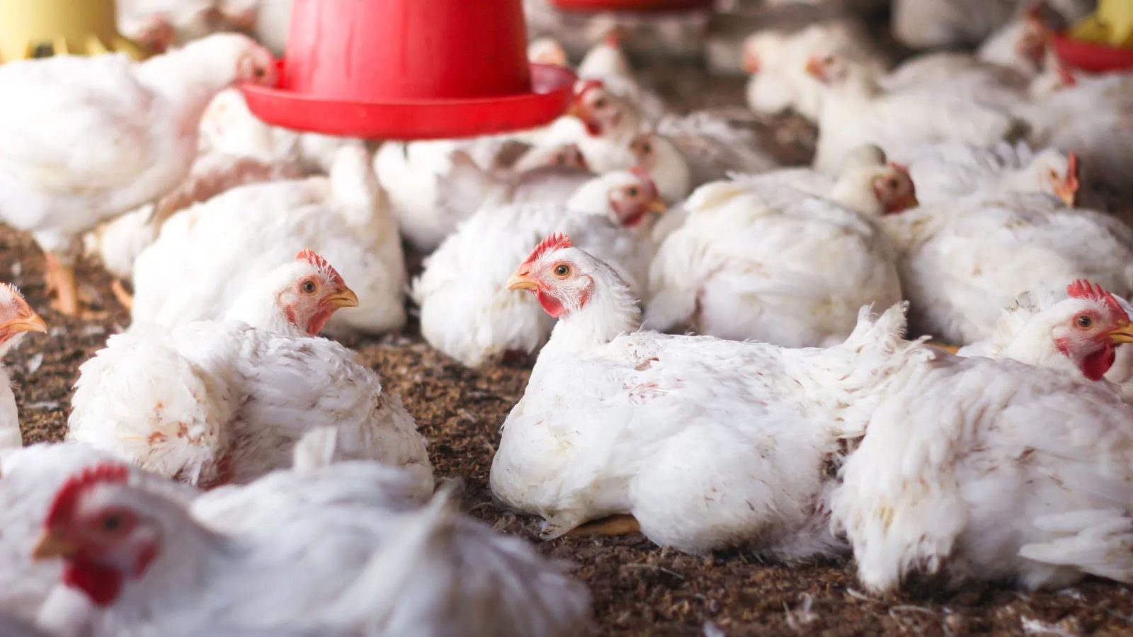 Ministério da Agricultura apura seis casos suspeitos de problemas respiratórios em aves no Brasil