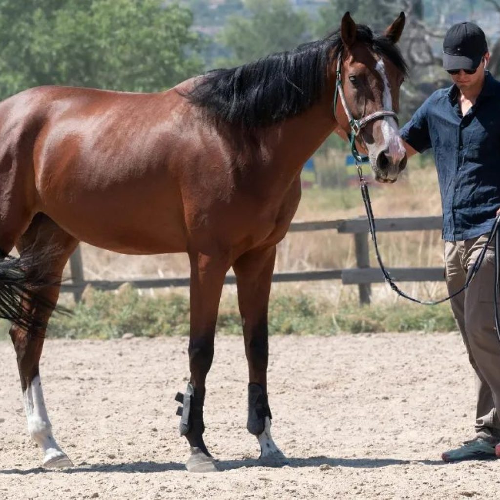 O cavalo sente quando alguém está com medo? Estudo explica