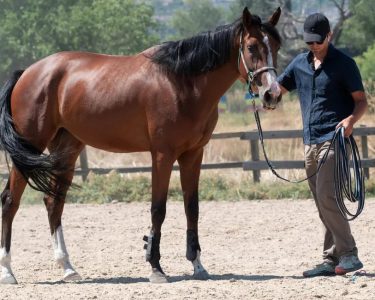O cavalo sente quando alguém está com medo? Estudo explica