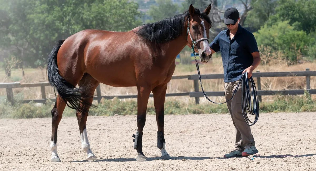 Cavalos sentem medo humano pelo cheiro? Estudo esclarece