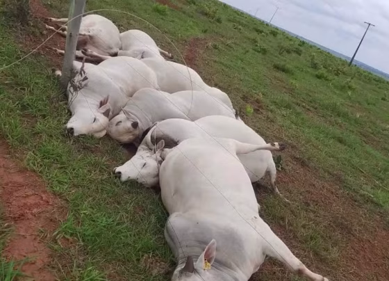Sete touros morreram eletrocutados após fio de energia se soltar em fazenda de Mato Grosso do Sul - Foto: Geraldo Herance