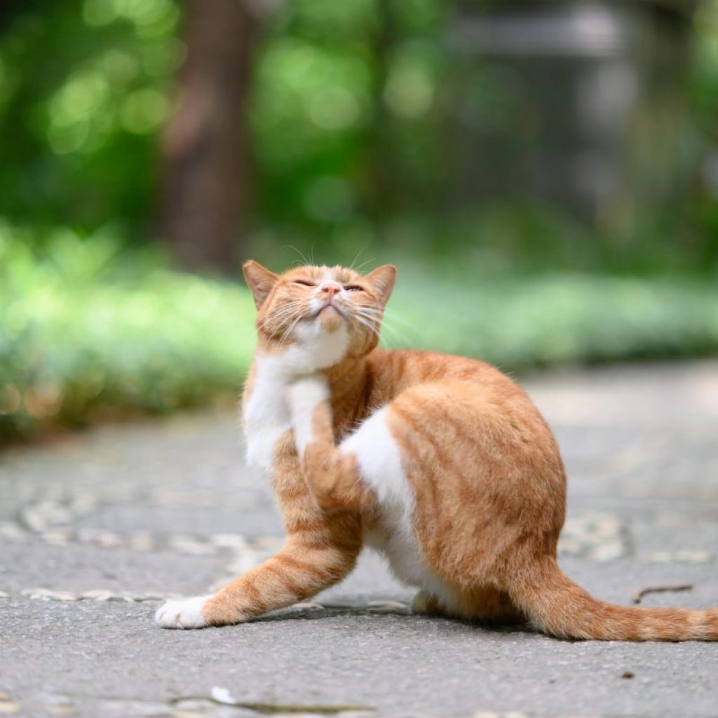 Piolho de gato: o que é e como tratar a infestação que afeta felinos