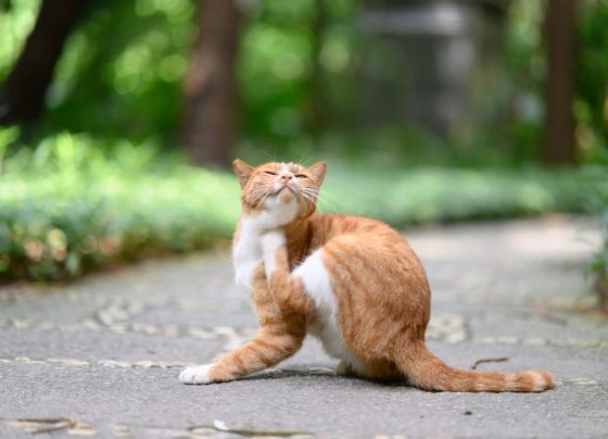 Piolho de gato: o que é e como tratar a infestação que afeta felinos