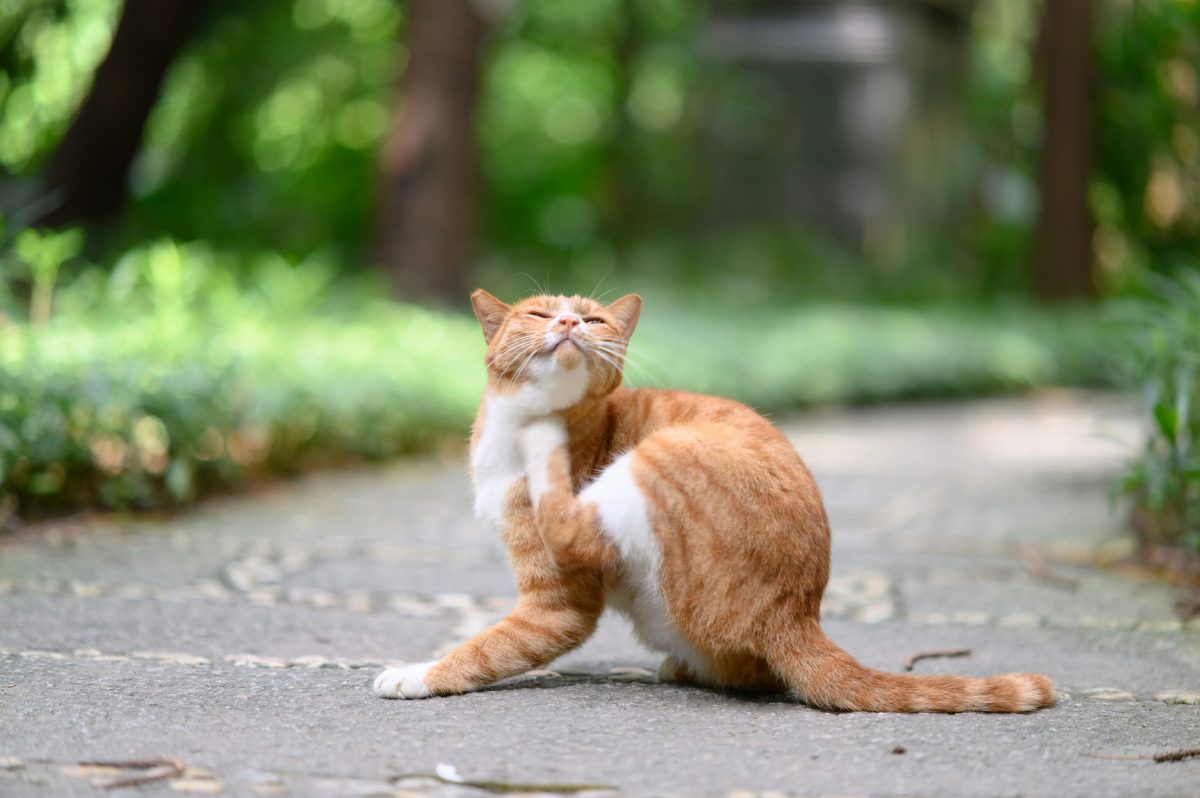 Piolho de gato: entenda o que é a pediculose felina e o tratamento