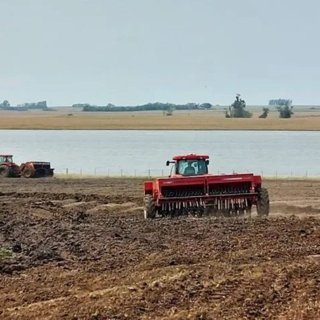 Plantio do arroz alcança 36% da área prevista no Rio Grande do Sul